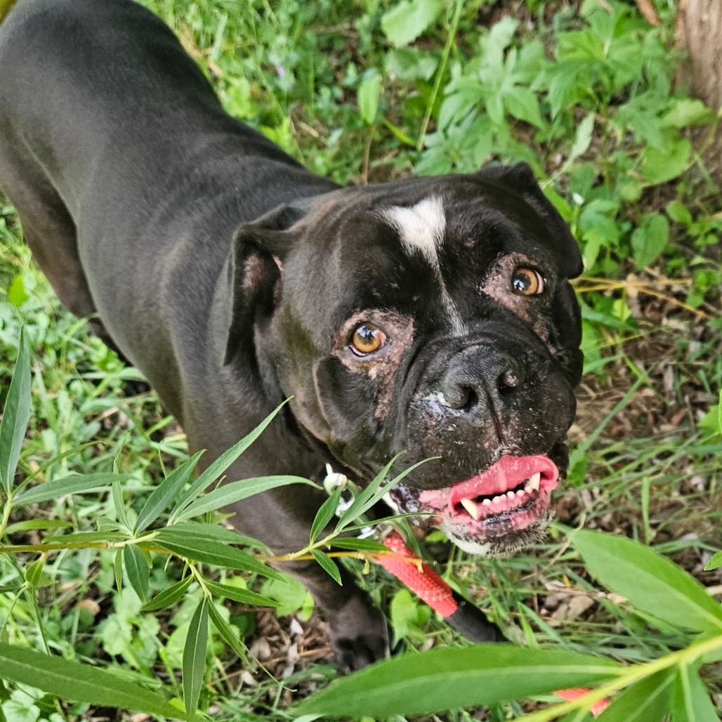 Bo