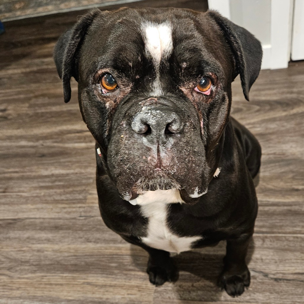 Bo