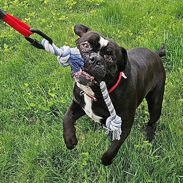 Bo