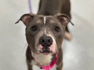 Meet Sloan Sloan is a two-year-old pocket pup at just 25 lbssmaller than she seems but bursting wit