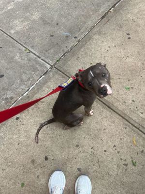Meet Sloan the Pocket-Sized Snugglebug Sloan is a 2-year-old pittie mix with a heart as big as her