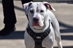 Meet Puma Puma is a one-year-old sweetheart who has just entered foster care with Every Last One Re