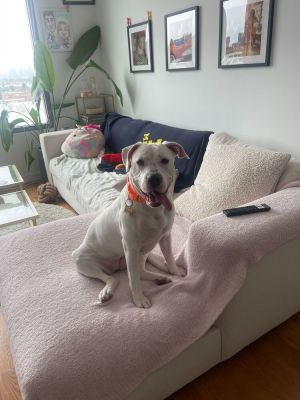 Meet Puma Puma is a one-year-old sweetheart who has just entered foster care with Every Last One Re