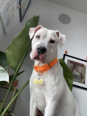 MEET PUMA The Playful Princess If youre looking for a sweet energetic and endlessly loving compa