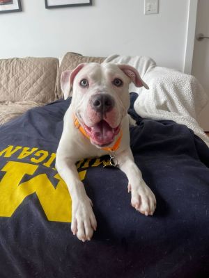 MEET PUMA The Playful Princess If youre looking for a sweet energetic and endlessly loving compa