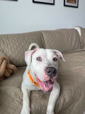 MEET PUMA The Playful Princess If youre looking for a sweet energetic and endlessly loving compa