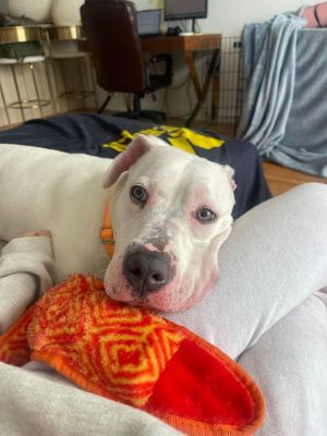 MEET PUMA The Playful Princess If youre looking for a sweet energetic and endlessly loving compa