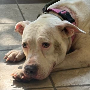 Paisley 4121, Adult Female Mixed Breed