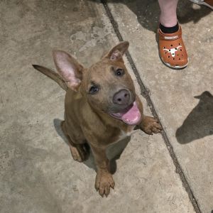 Rubie 9259, Baby Female Mixed Breed