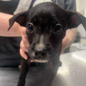 Archon, Baby Male Mixed Breed