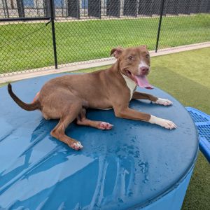 Tinker, Adult Female Pit Bull Terrier