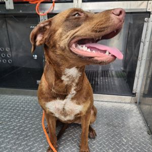 Tiger Lily, Young Female Labrador Retriever