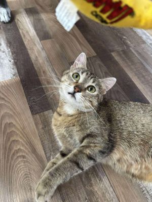 Petunia, Adult Female Domestic Short Hair