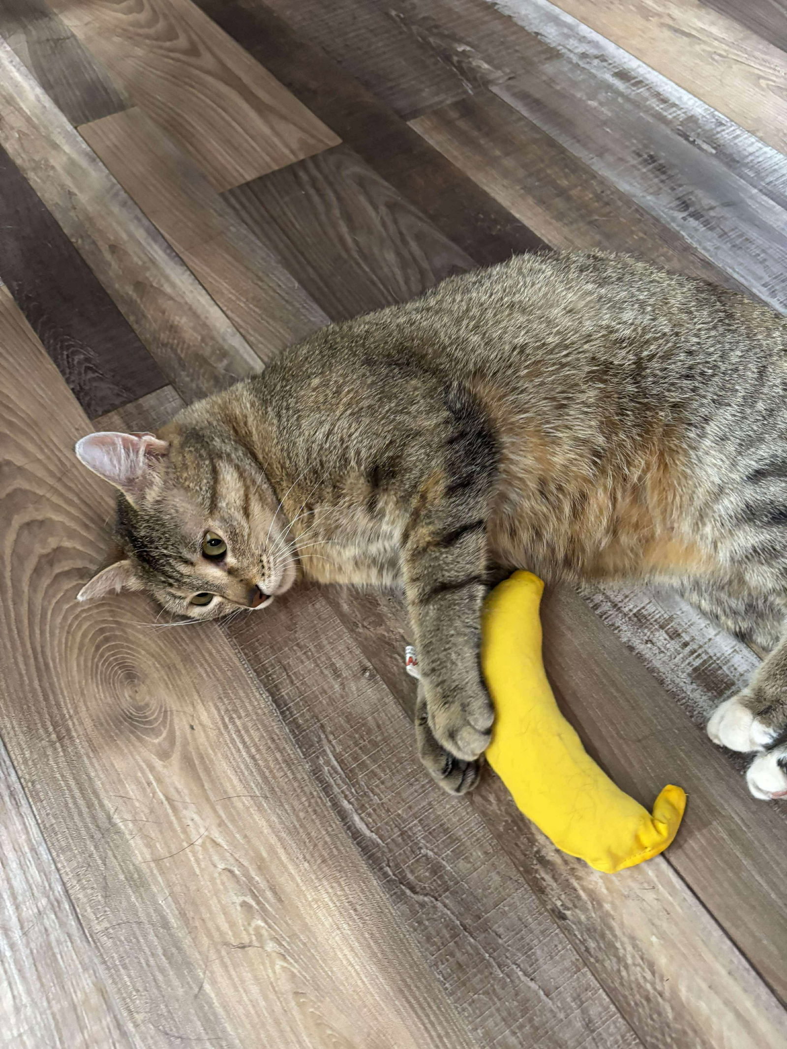 Petunia