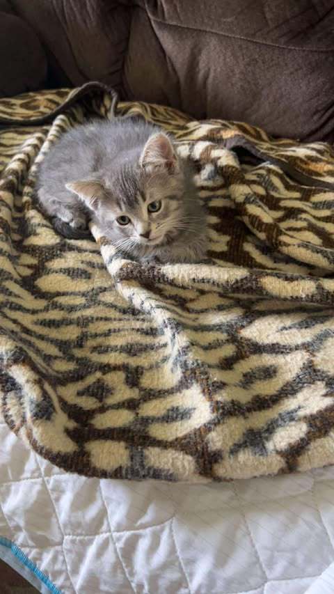 Kevin