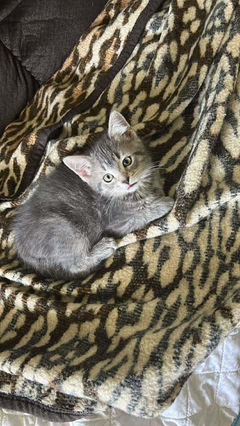 Kevin