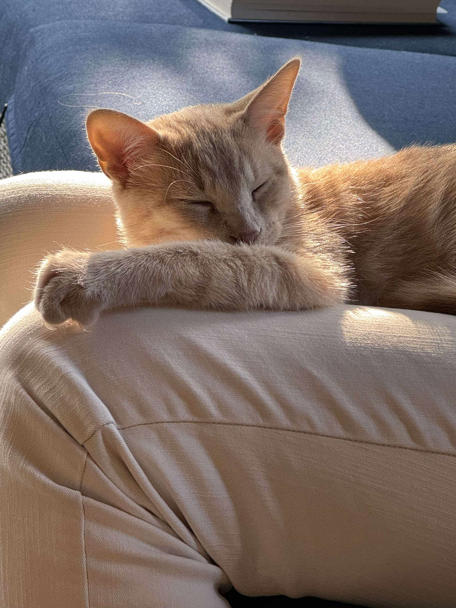 Bob, an adoptable Domestic Short Hair in Alexandria, MN, 56308 | Photo Image 1