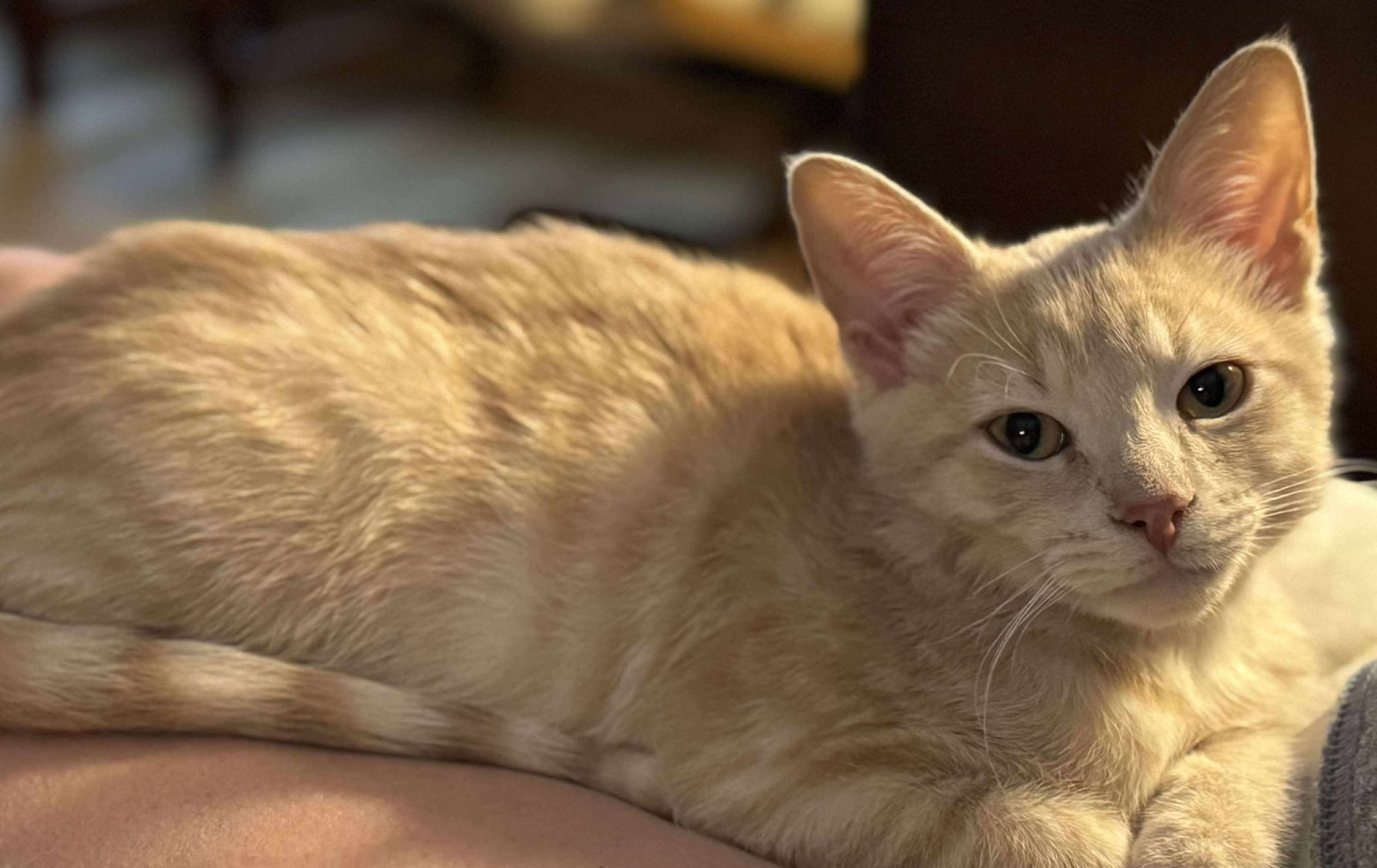 Bob, an adoptable Domestic Short Hair in Alexandria, MN, 56308 | Photo Image 2