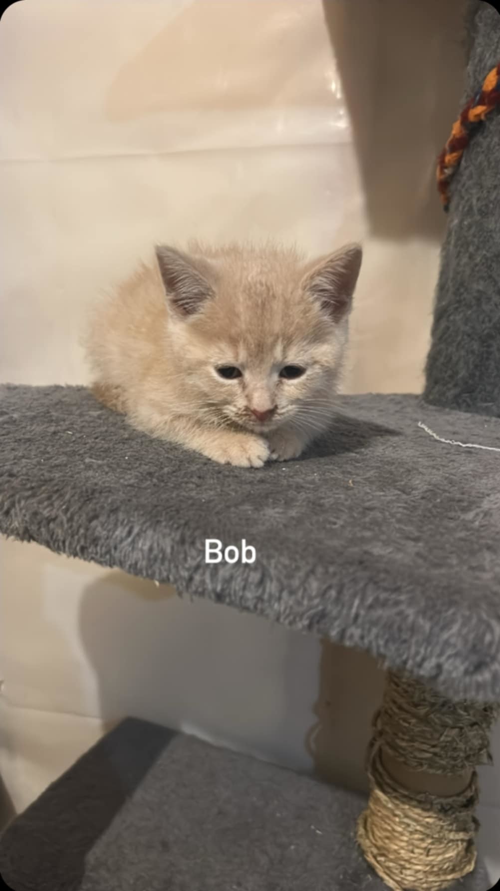 Bob