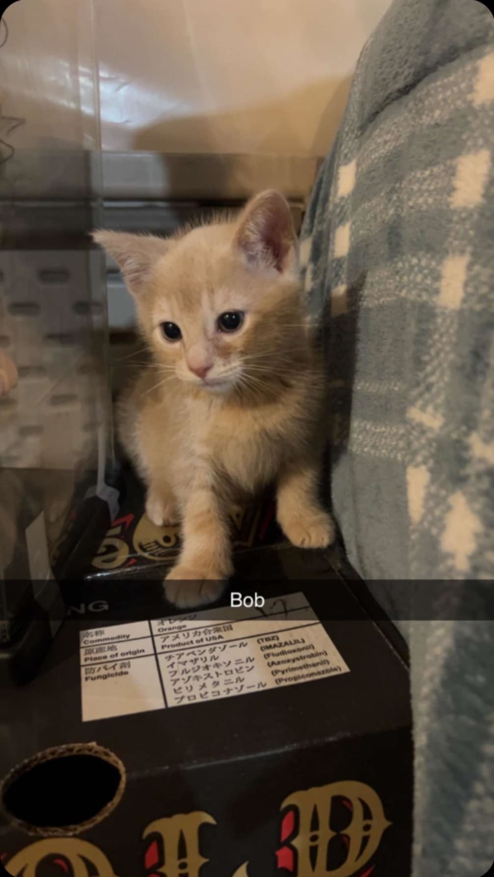 Bob, an adoptable Domestic Short Hair in Alexandria, MN, 56308 | Photo Image 3