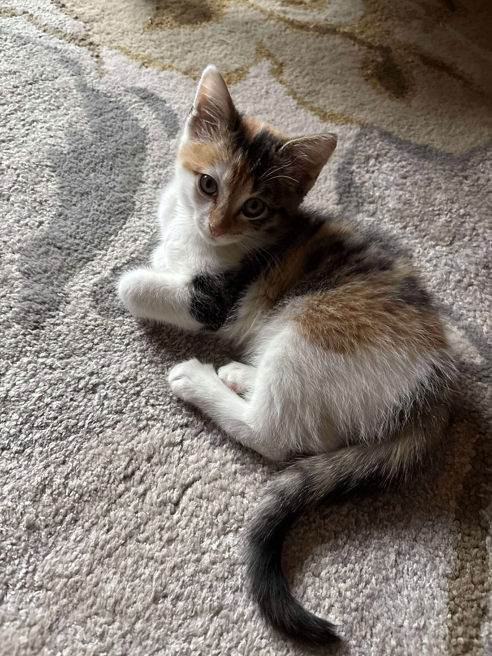 Piper