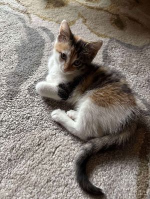 Piper, Baby Female Domestic Short Hair