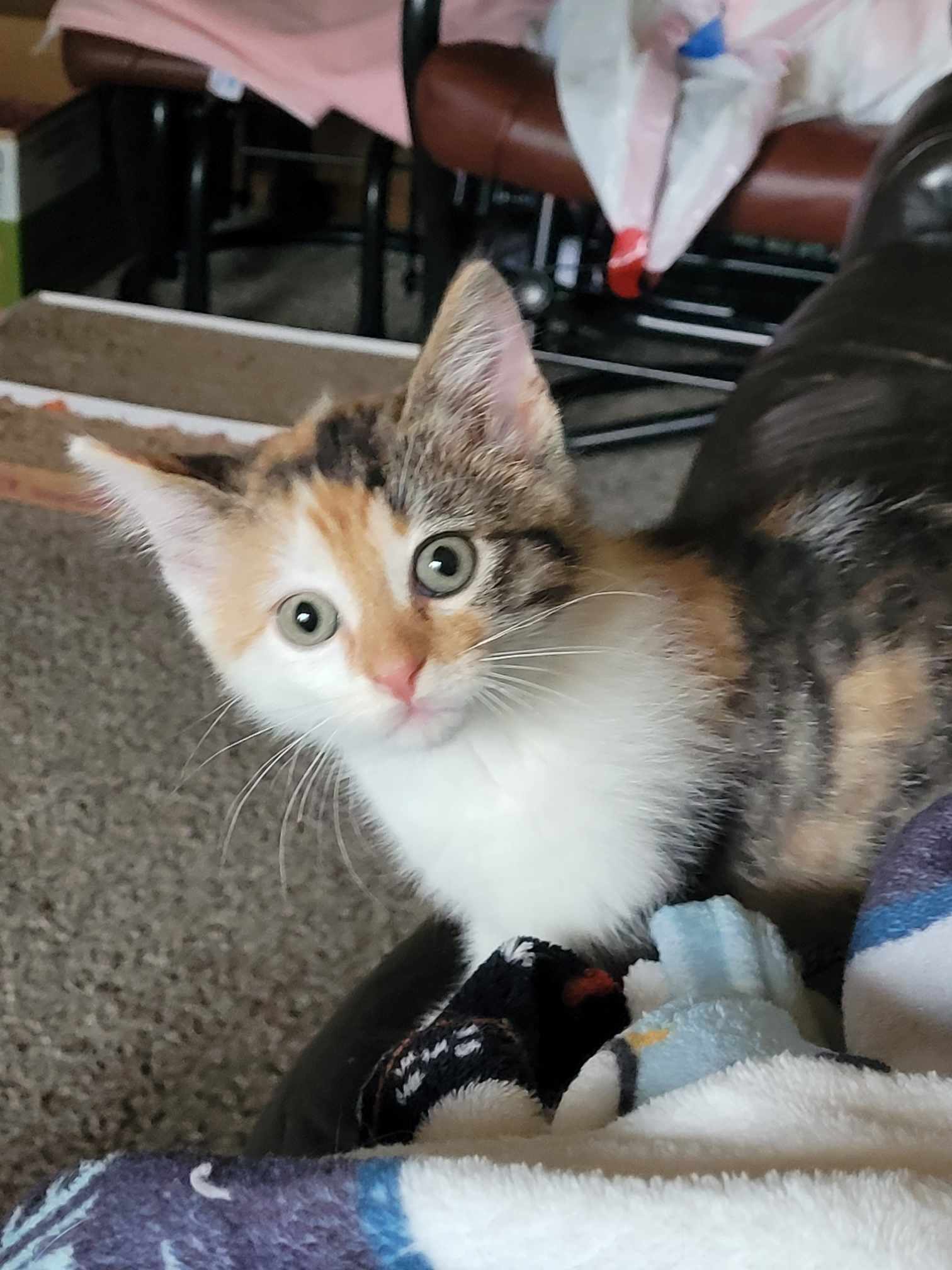 Piper