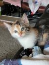 Piper photo 2