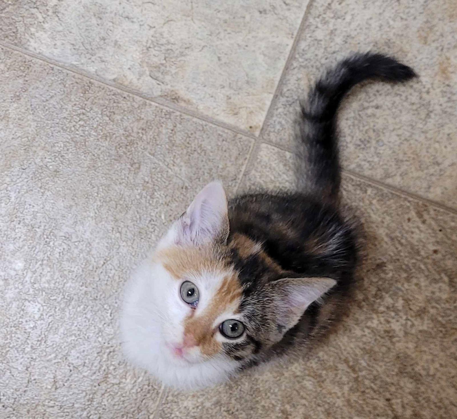 Piper