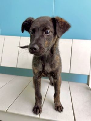 Meet Sirius a puppy with an infectious spirit Hes a bundle of joy always ready to play and bring