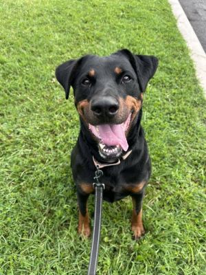 Ellie, Young Female Doberman Pinscher