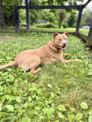 Cherokee, Adult Male Pit Bull Terrier