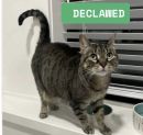 Stella's profile on Petfinder.com