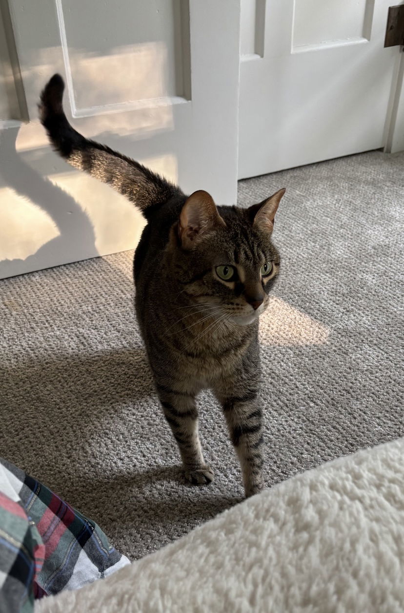 Stella