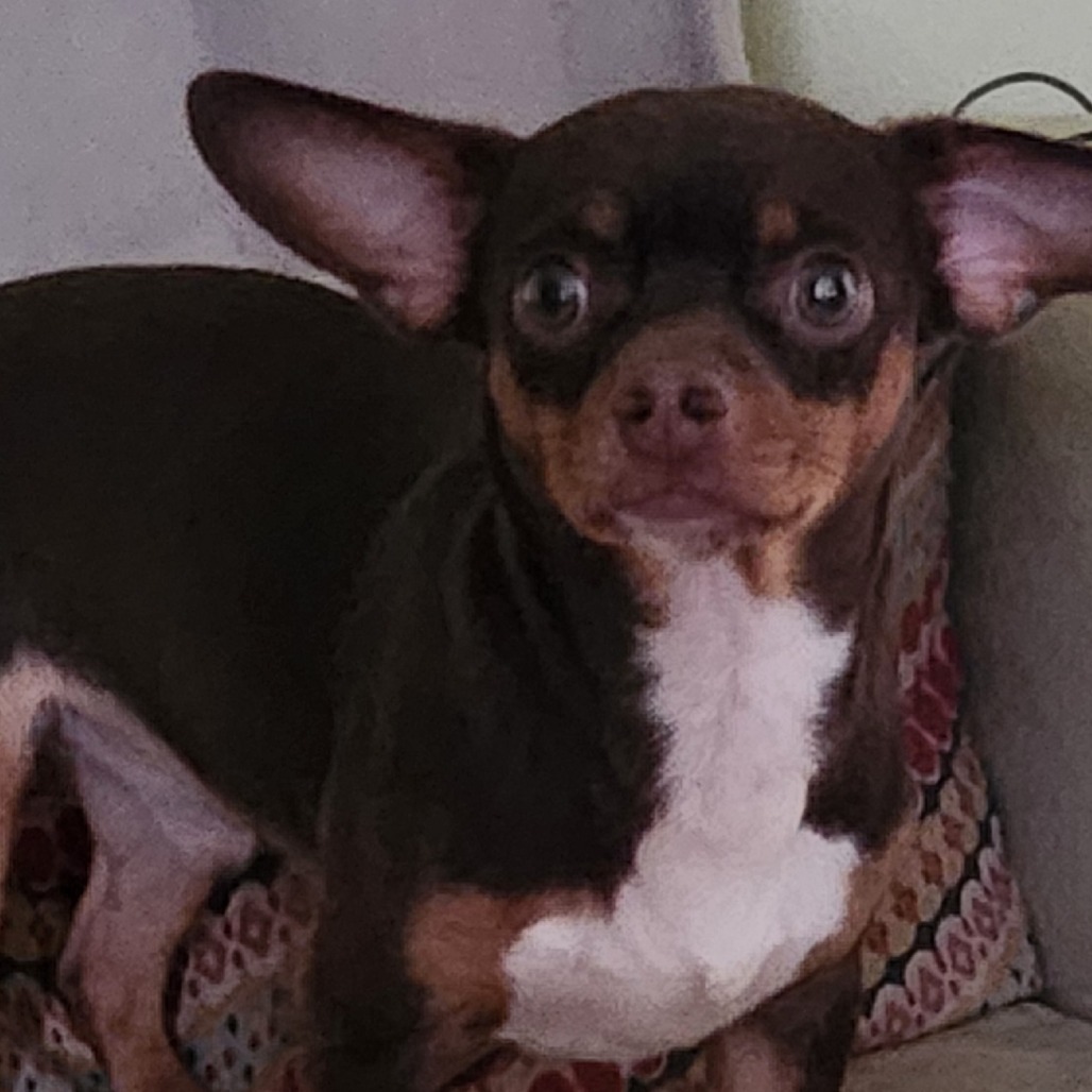Scooby