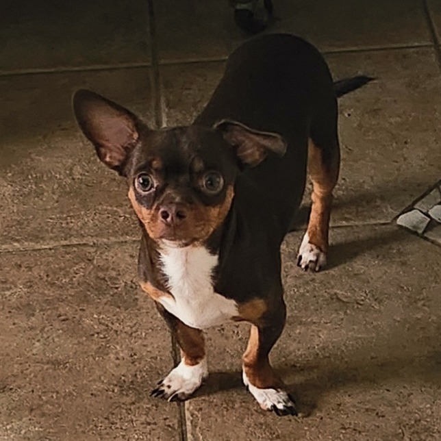 Scooby