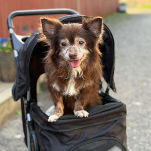 Little Girl*my adoption fee has been fully sponsored*, Senior Female Chihuahua