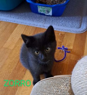 Zorro, Baby Male Domestic Short Hair
