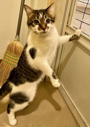 Eclipse, Adult Male Tabby