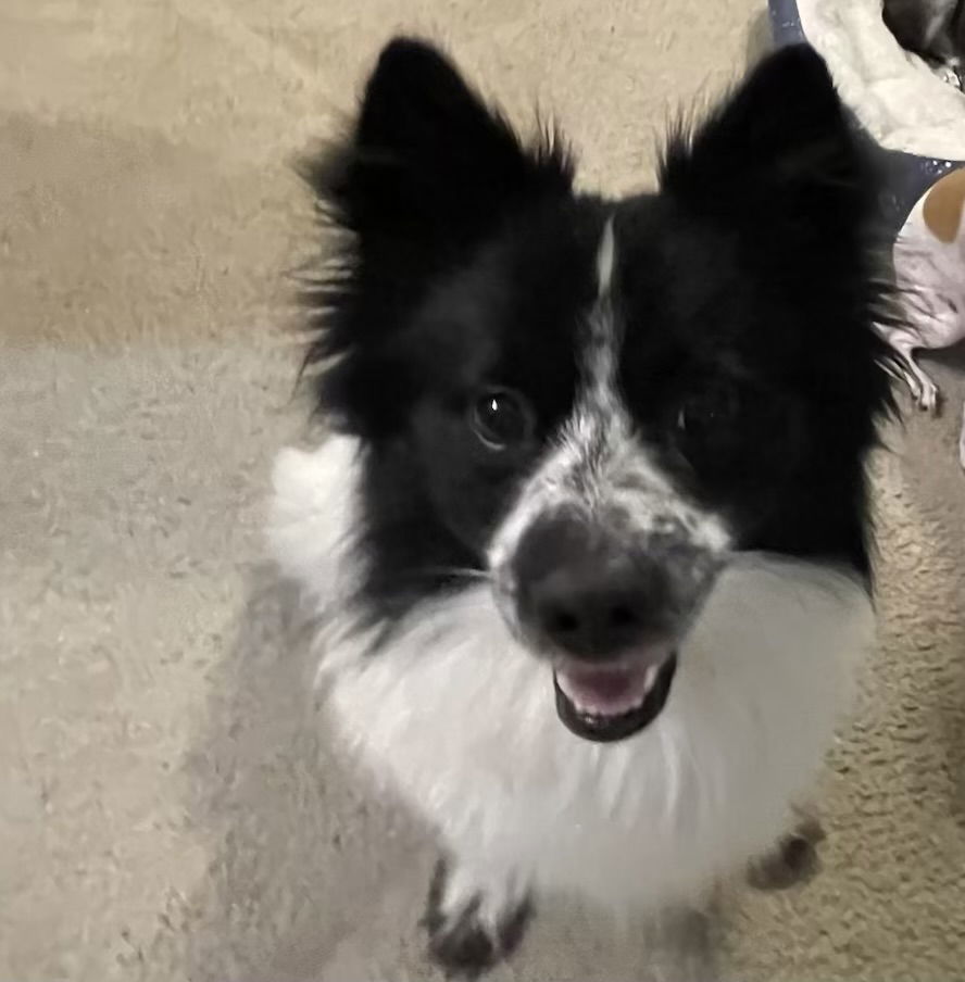 Luka