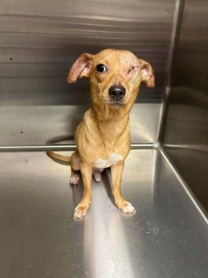Larry TX Chihuahua Dog