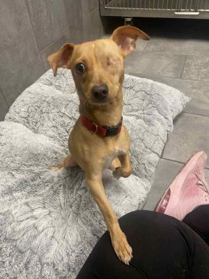 You can fill out an adoption application online on our official websiteLarry TX is a male chihuah