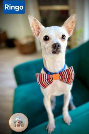Ringo, Young Male Chihuahua