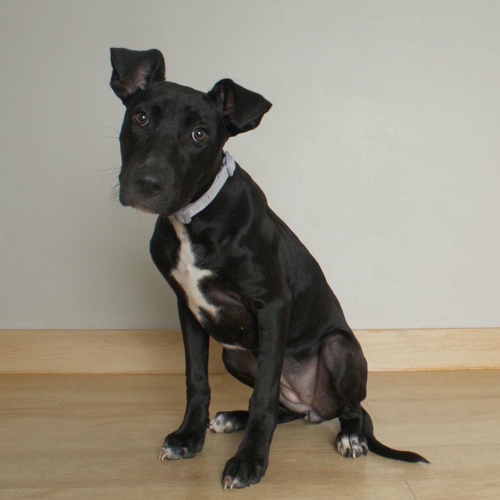Dardie Lee D65076