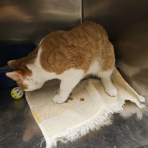 Sir Purrs Alot