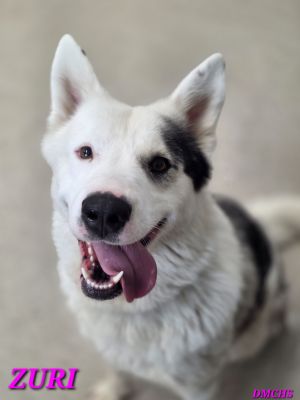 Zuri, Young Female Husky