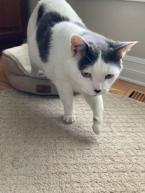 Kitty