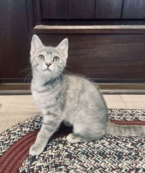 Angelica, Baby Female Tabby