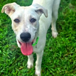 This dog is with Corridor Rescue in Houston Texas Meet Judith our little firecracker with a hear