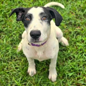 This dog is with Corridor Rescue in Houston Texas If youre looking for a calm sweet pup who wil